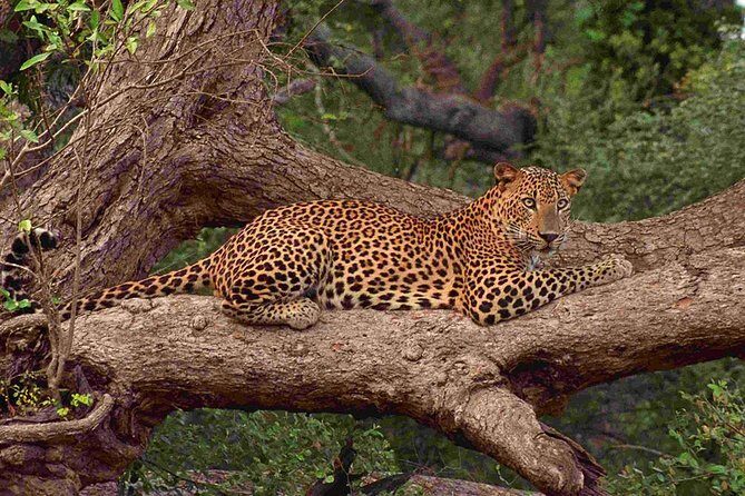 Exclusive : Full Day Leopard Safari at Yala National Park - A Closer Look at the Full Day Leopard Safari at Yala National Park