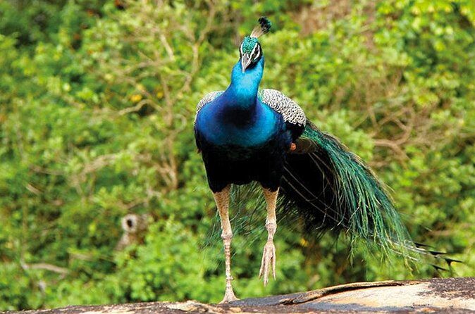 Exclusive : Full Day Leopard Safari at Yala National Park - Final Thoughts