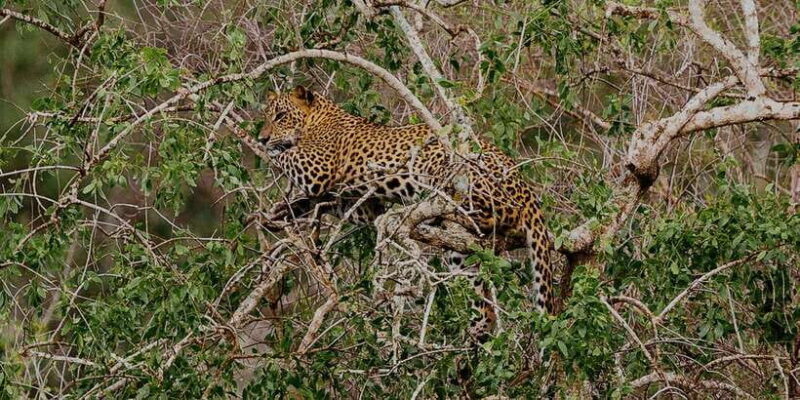 Exclusive : Full-Day Leopard Safari Yala With Picnic Lunch - A Closer Look at the Safari Experience