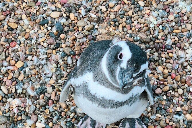 Exclusive Full Day Tour Penguin Colony in Punta Tombo from Madryn - Why This Tour Is Worth Considering