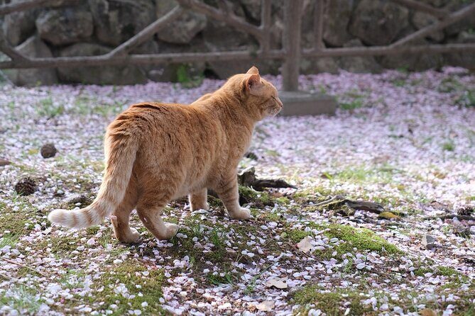 Exclusive Gion Kyoto Photoshoot: A Private Experience - Frequently Asked Questions