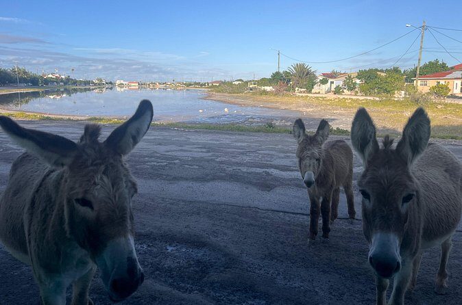 Exclusive Grand Turk Island Tour - The Sum Up