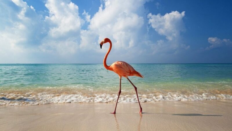 Exclusive Holbox: Yalahau, Punta Mosquito and Isla Pasion - Key Points