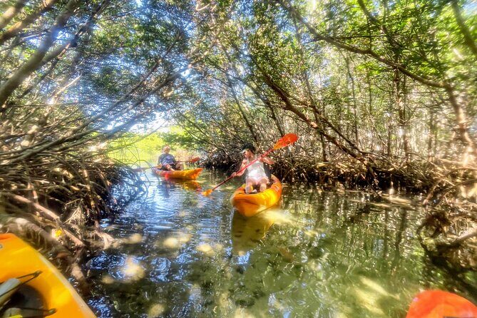 Exclusive Kayak Expedition: Exploring the Mangroves to Shell Key - In-Depth Review of the Kayak Adventure in St. Petersburg