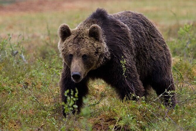 Exclusive Locations Private Bear Viewing - Key Points