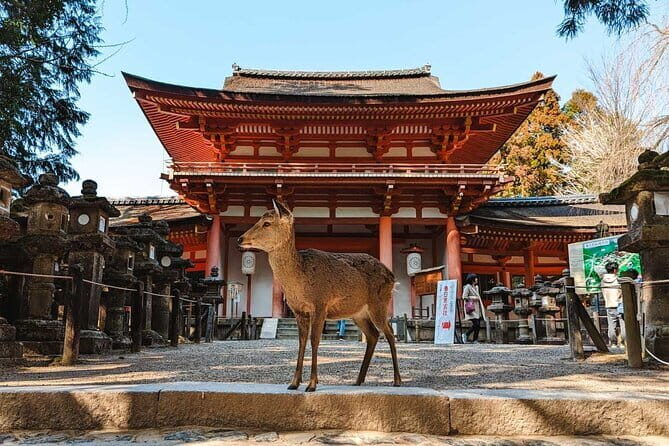 Exclusive Luxury Day Tours Serene Nara - Key Points