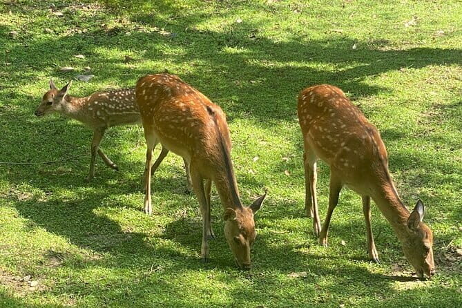 Exclusive Luxury Day Tours Serene Nara - A Deep Dive into the Nara Luxury Tour Experience