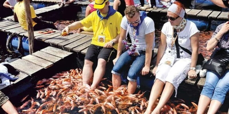 Exclusive Madu River Safari & Turtle Farm Tour from Colombo - Key Points