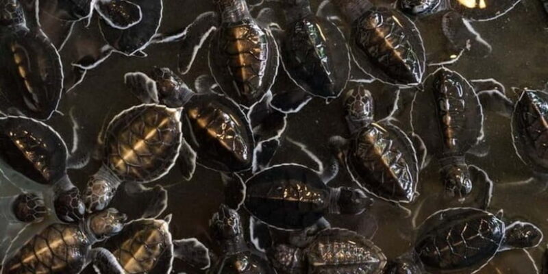 Exclusive Madu River Safari & Turtle Farm Tour from Colombo - Final Thoughts