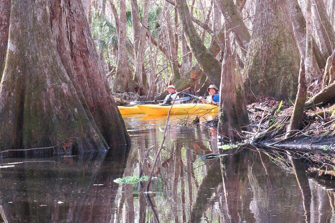 Exclusive Nature Escape Kayak Adventure on Blackwater Creek - Discovering Blackwater Creek: A Closer Look