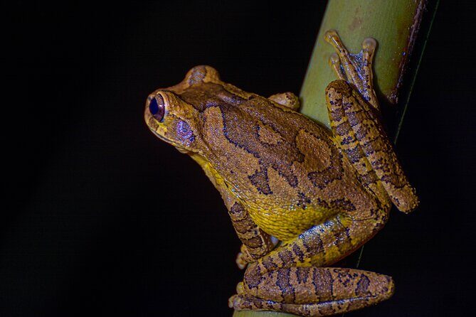 Exclusive Night Walk in La Fortuna and Natural Frog Garden . - Exploring La Fortuna’s Nocturnal World: A Night Walk and Frog Garden Adventure