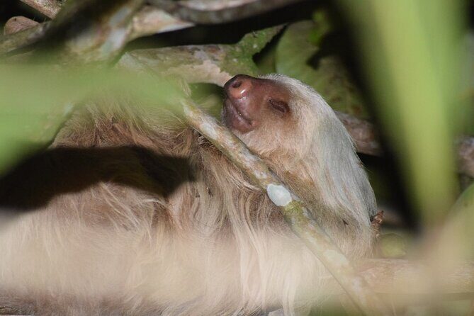 Exclusive Night Walk in La Fortuna and Natural Frog Garden . - Key Points