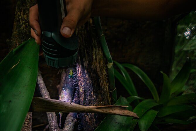 Exclusive Night Walk in La Fortuna and Natural Frog Garden . - The Sum Up: Is This Night Walk for You?