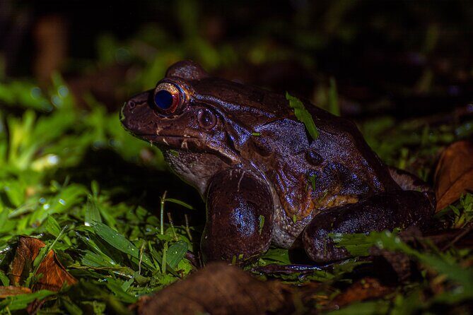Exclusive Night Walk in La Fortuna and Natural Frog Garden . - FAQ