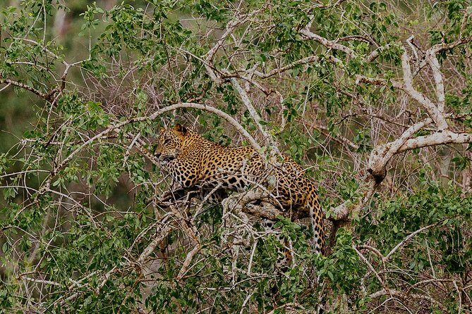 Exclusive : Overnight Leopard Safari with Luxury Glamping - Final Thoughts