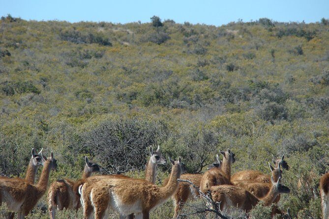 Exclusive Peninsula Valdes Nature & Wildlife for Cruise Guests - The Sum Up