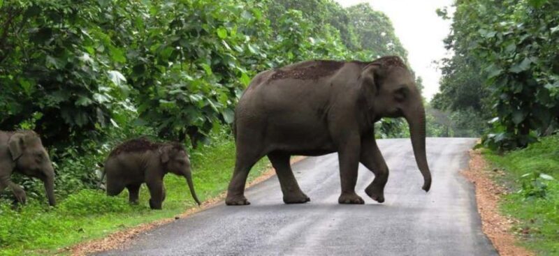 Exclusive, Periyar Wildlife Overnight Tour with Guide - A Practical Look at the Exclusive Periyar Wildlife Overnight Tour