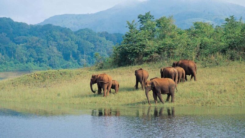 Exclusive, Periyar Wildlife Overnight Tour with Guide - FAQ