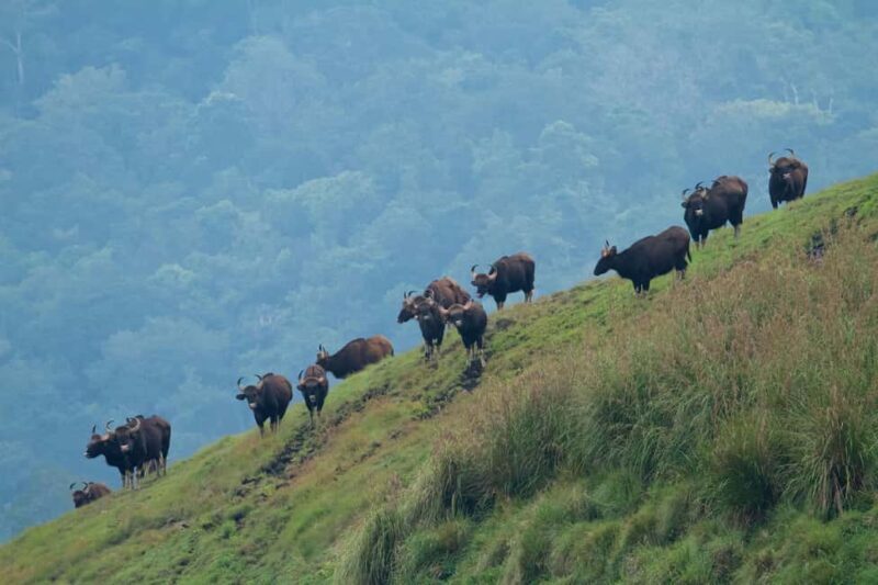 Exclusive Periyar Wildlife Sanctuary Tour(02 Nights/03 Days) - What We Love About This Tour