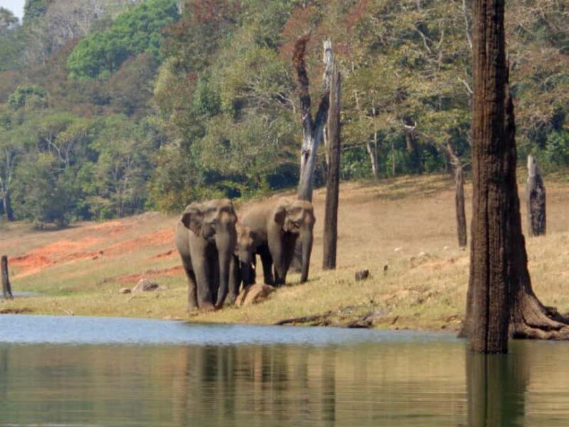 Exclusive Periyar Wildlife Sanctuary Tour(02 Nights/03 Days) - Final Thoughts: Should You Book This Tour?