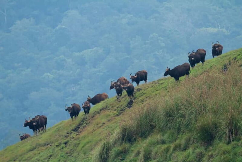 Exclusive Periyar Wildlife with Elephant Bath Tour (03 Days) - Key Points