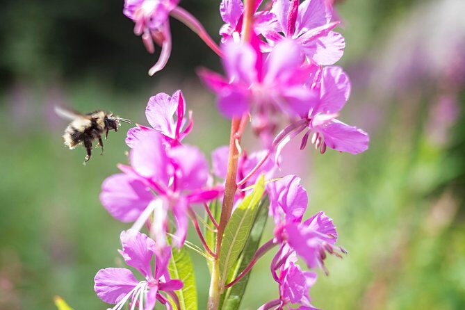 Exclusive Photography Tour Haines Departure - What to Expect and Why It Matters