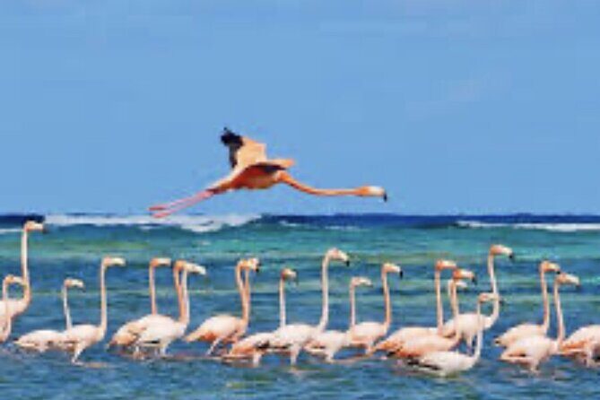 Exclusive Private Land Tour of Grand Turk - Who Should Consider This Tour?