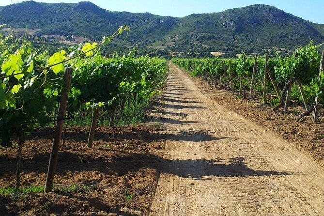 Exclusive Private Tuk-Tuk Tour: Visit to a Sardinian Winery - FAQ