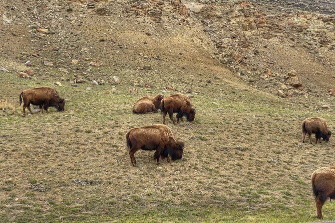 Exclusive Private Yellowstone Adventure: Explore The Lower Loop - The Sum Up: Is This Tour Right for You?
