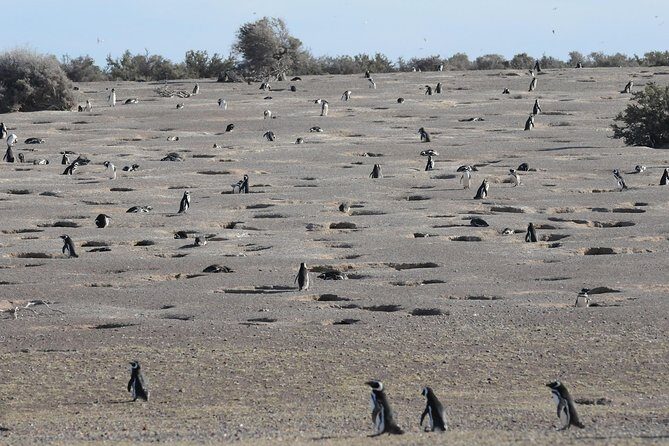 Exclusive Punta Tombo Penguins for Cruise Guests - Experience the Magellanic Penguins at Punta Tombo: A Close Encounter in Patagonia