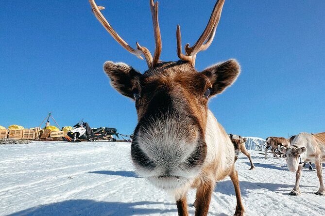Exclusive Reindeers Experience in small groups, Tromso - An Authentic Sami Reindeer Experience in Tromso: What You Need to Know