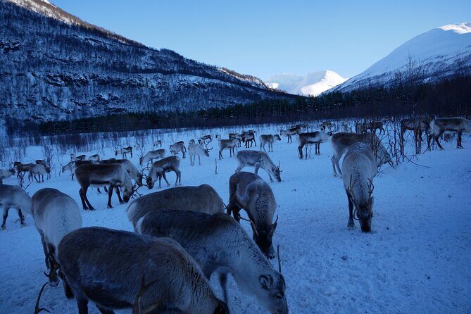 Exclusive Reindeers Experience in small groups, Tromso - The Value of This Experience