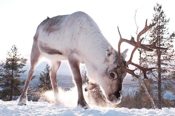 Exclusive Reindeers Experience in small groups, Tromso - Who Should Book This Tour?