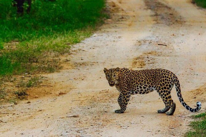 Exclusive Safari at Jhalana Leopard Park Including Transfers - Key Points