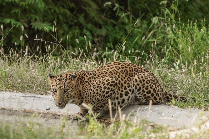 Exclusive Safari at Jhalana Leopard Park Including Transfers - Exploring Jaipur’s Jhalana Leopard Park: A Deep Dive