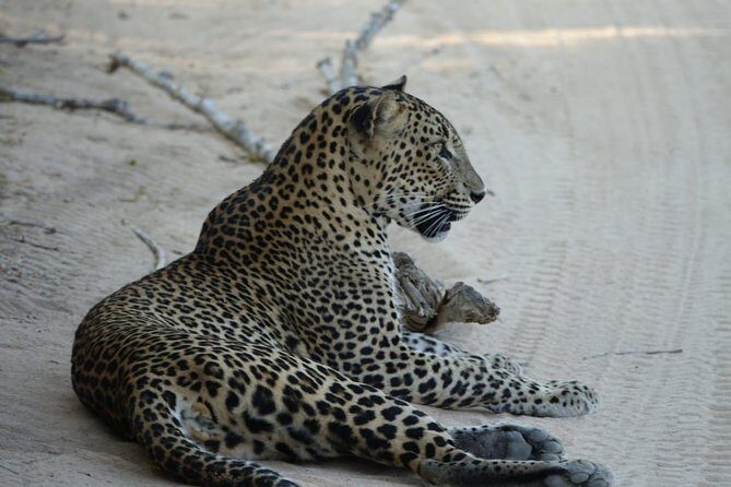 Exclusive Safari at Jhalana Leopard Park Including Transfers - FAQ: Your Questions About the Jhalana Leopard Safari