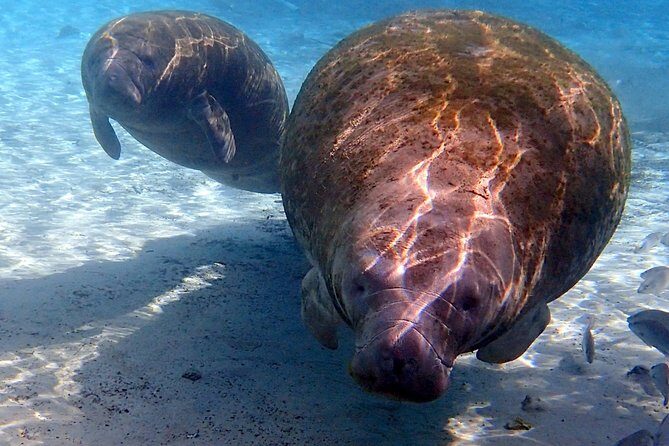 Exclusive Small Group VIP Heated Manatee Snorkel Tour - Who Should Book This Tour?