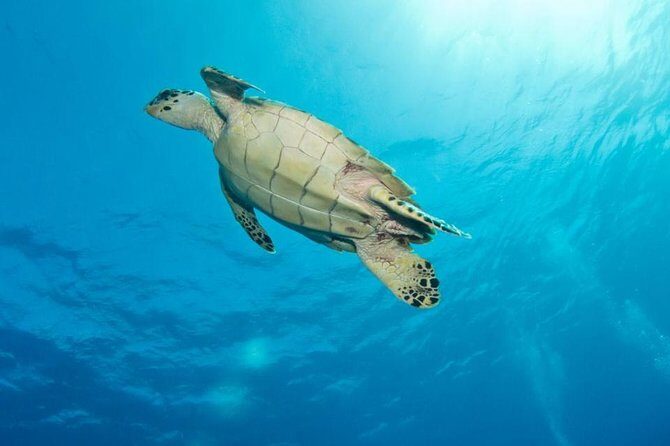 Exclusive Supreme Snorkeling Tour - Key Points