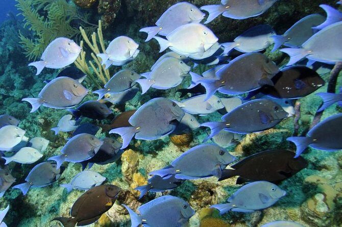 Exclusive Supreme Snorkeling Tour - Exploring the Tour: What You Can Expect