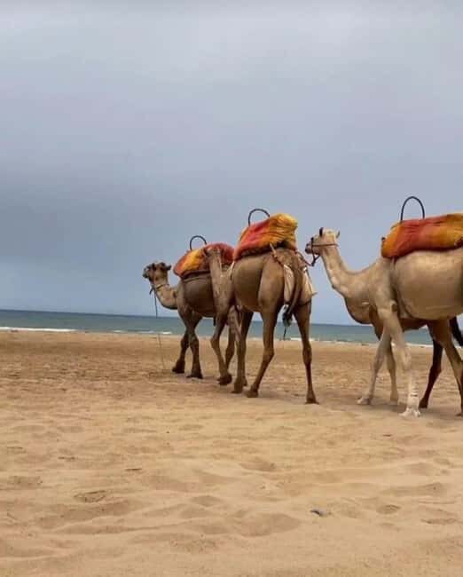 Exclusive Tangier Day Tour from Tarifa To Tanger with Tea - Final Thoughts: Is This Tour Worth It?