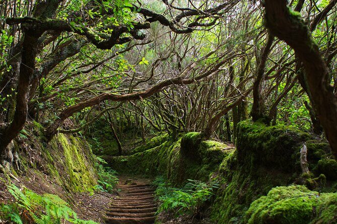 Exclusive Tenerife Highlights Shore Tour for Cruise Passengers - A Deep Dive into the Tenerife Highlights Private Tour