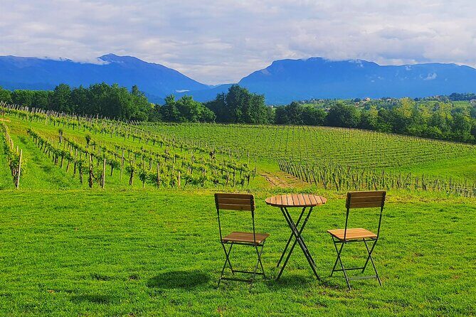 Exclusive Tour of the Vineyards with Visit to the Cellar! - An Authentic Prosecco Experience in Treviso: Mani Sagge Vineyard Tour