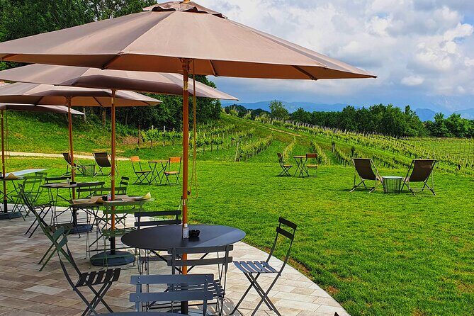 Exclusive Tour of the Vineyards with Visit to the Cellar! - Who Should Book This Tour?