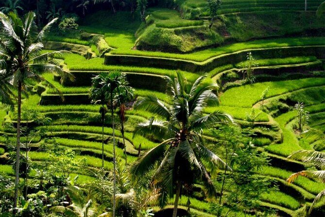 Exclusive Ubud Experience: Nature, Culture & Adventure in One Day - The Ultimate Day in Ubud: Nature, Culture, and a Touch of Adventure