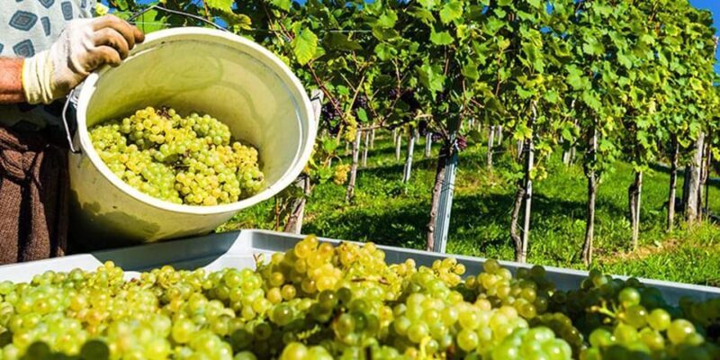 Exclusive Vinho Verde (Green Wine) experience & lunch - Final Thoughts