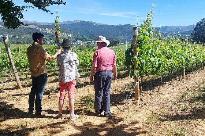 Exclusive Vinho Verde (Green Wine) experience & lunch - A Genuine Vinho Verde Experience from Porto: Wine, Views, and Local Flavor