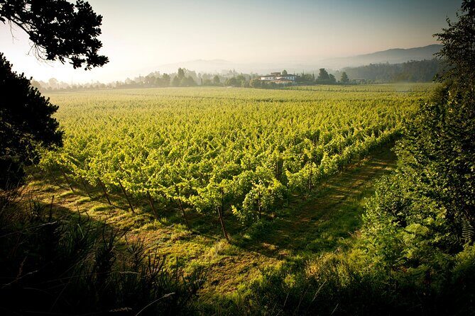Exclusive Vinho Verde (Green Wine) experience & lunch - Practical Details and Value