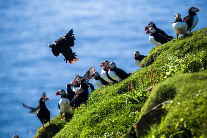 Exclusive Westman Islands Adventure - A Private Day Tour - Discover the Westman Islands on a Private Day Tour