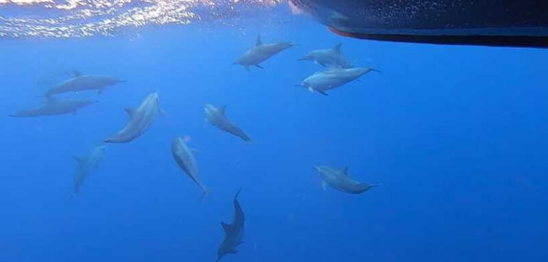 Exclusive Whale & Dolphin Tours in Sri Lanka: Trincomalee - Frequently Asked Questions