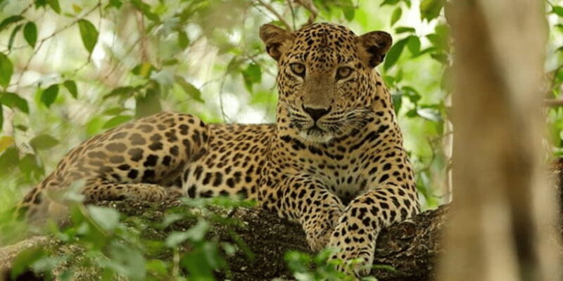 Exclusive : Wildlife Full Day Adventure in Wilpattu - The Morning Safari